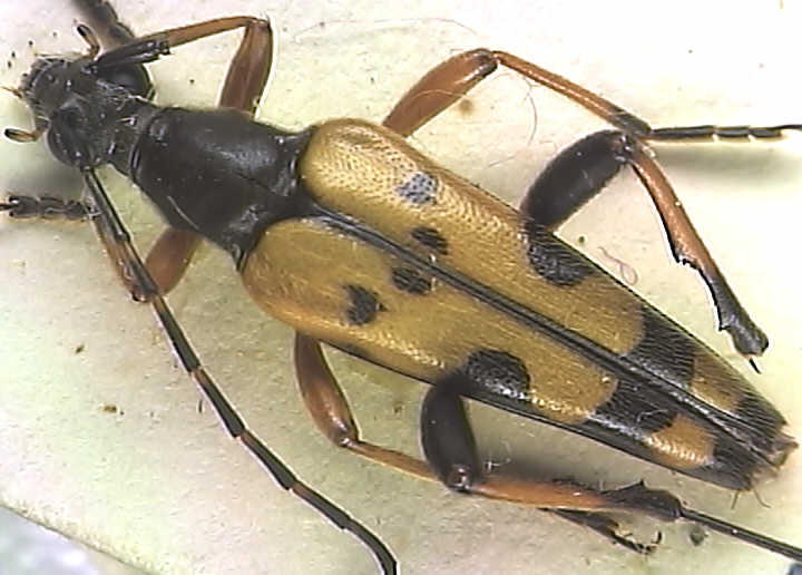 Strangalia maculata